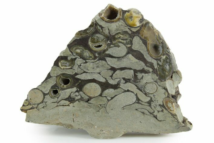 Polished Fossil Teredo (Shipworm Bored) Wood - England #351120